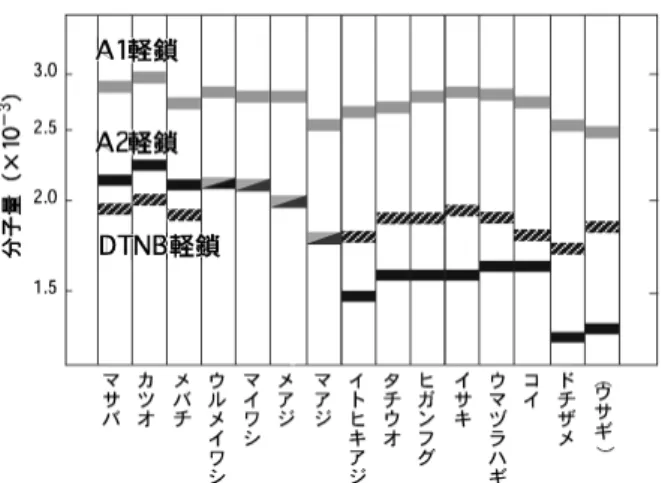 図 4 魚類普通筋ミオシン軽鎖の分子量の比較 6) の分子量が DTNB 軽鎖のそれと同じか，さらにはそれ より大きくなることを明らかにした。 6) 興味深いこと に，マグロなどの外洋性の回遊魚では軽鎖の分子量が A1＞A2＞DTNB 軽鎖，マサバを含めた沿岸性の回遊魚 では A1＞ A2＝DTNB 軽鎖，その他では哺乳類速筋の 場合と同様に A1＞DTNB 軽鎖＞A2 となる（図 4）。 なお，マサバ血合筋ミオシンでは同魚種の心筋ミオシ ンと同様に各 1 種類の普通筋ミオシンの必須軽鎖およ び調節軽鎖に相