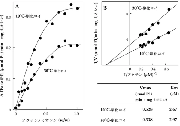 図 5 10° C および 30° C 馴化コイ普通筋ミオシンのアクチン活性化 Mg 2＋  ATPase 活性(A)および反応速度論解析結果(B) 9) は，10 および 30°C で馴化したコイ普通筋ミオシンのほ ぼ中間の値を示し，低温型および高温型普通筋ミオシ ン・アイソフォームの存在を示唆した。また，ミオシン Ca 2＋  ATPase の熱安定性を調べると，10°C 馴化コイの ミオ シ ン は 30 °C 馴 化 の それ よ り 約 1.5 倍 安 定 で あ っ た。この変化は，魚類ミオ