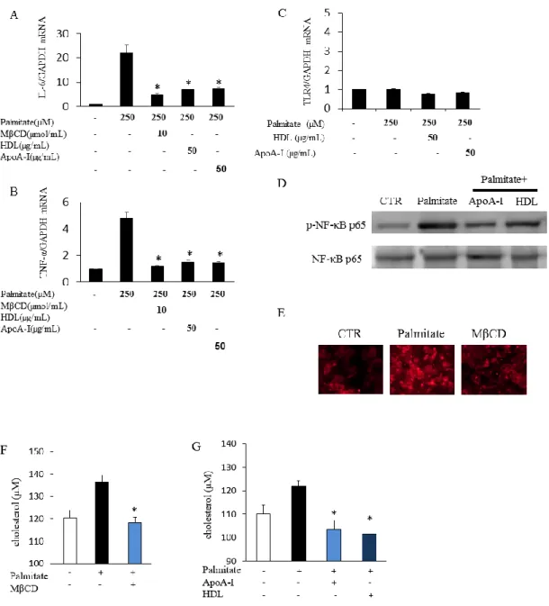 図 3.  HDL 及び apoA-I は 3T3-L1 細胞においてパルミチン酸誘導性炎症性サイ