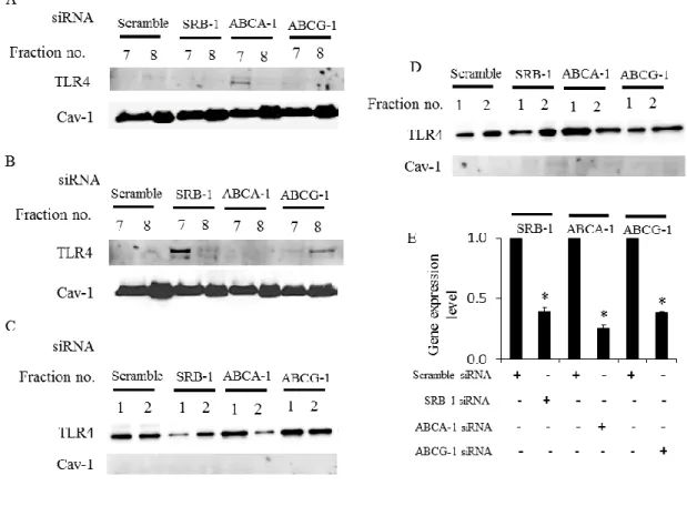 図 4. HDL 及び apoA-I の TLR4 の脂質ラフトへのトランスロケーション抑制作