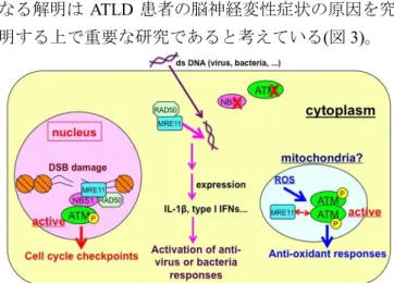 図 3  MRE11 の DNA 損傷応答、外来性 dsDNA 検知、