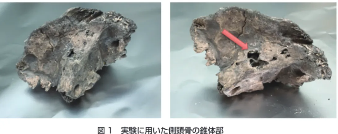 図 4　主成分分析の結果 青谷上寺地遺跡のサンプルと，東アジアの古代人と現代人グループを併せた主成分分析の結果。 図の下から斜め右上の方向に向かって，大陸の集団が北から南に向かって並んでいる。現代日本 人はこの大陸集団から離れた部分に位置しており，北京の中国人と現代日本人の中間には韓国人 が位置している。そして，その反対側のはるか離れた位置に縄文人がいる。青谷上寺地遺跡のサ ンプルはいずれも現代日本人の範疇に入っているが，小さな範囲に固まることはなく散在している。