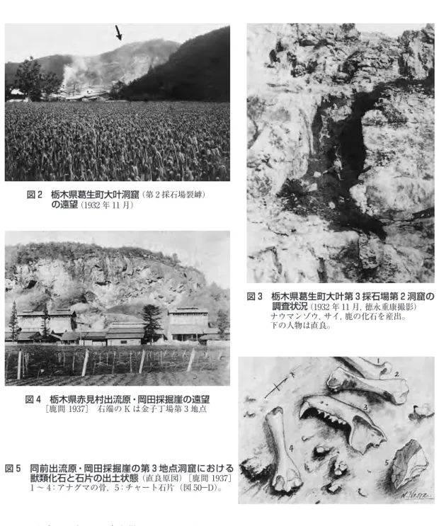 図 3　栃木県葛生町大叶第 3 採石場第 2 洞窟の 調査状況 （1932 年 11 月，徳永重康撮影） ナウマンゾウ，サイ，鹿の化石を産出。 下の人物は直良。 認定したもの 53 点を得る ［徳永・直良 1934］ 。 1934 年 6 月 12 日　東京出発，6 月 19 日　哈爾賓着。 6 月 23 日～ 7 月 30 日　満蒙学術調査研究団による満洲国哈爾賓市顧郷屯何家溝の動物化石産地 の第 2 回発掘調査を徳永とともに実施し約 400 坪を発掘，獣骨化石多数と石器 9 点，骨製の 磨製尖頭器 1 