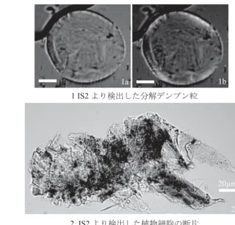 図 2 分析した北黄金貝塚の擦石と検出された残存デンプン粒 白丸は試料採取箇所 IS：第 1 次試料，残存デンプン粒写真のスケールバーは 10µm を示す。 デンプン粒の写真は 2 以外はすべて 400 倍； a：開放ニコル，b：直交ニコルで撮影。ᅗ2 ࠉศᯒࡋࡓ໭㯤㔠㈅ሯࡢ᧿▼࡜᳨ฟࡉࢀࡓṧᏑࢹࣥࣉࣥ⢏ 