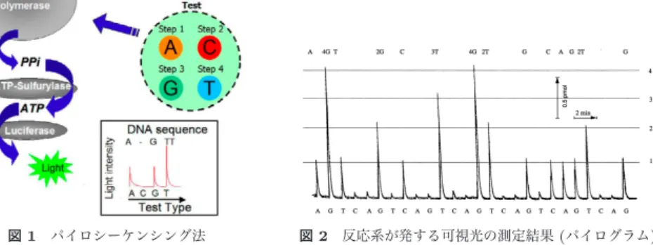 図 1 パイロシーケンシング法 Fig. 1 Pyrosequencing method.