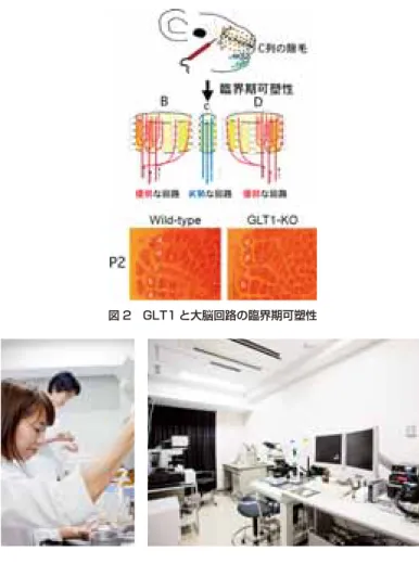 図 2 GLT1 と大脳回路の臨界期可塑性