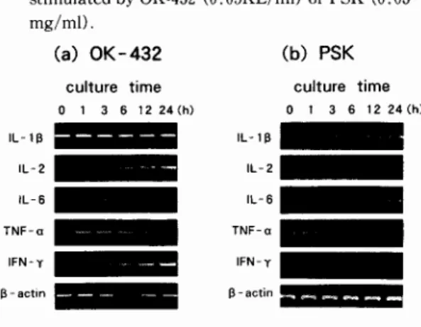 Fig.  I  Time course of mRNA  expression  for IL-l B,  lL-z,  IL-6,  TNF-a  and  IFN-7  in  PBMC stimulated by OK-432 (0 .OsKE/ml) or PSK (0