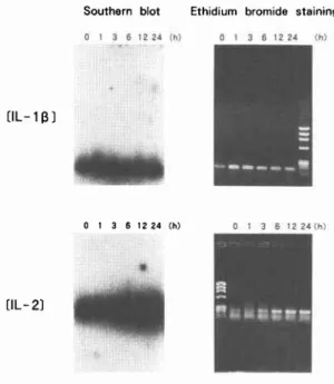 Fig.  3  Quantitative analysis of  the  PCR products shown in  Fig. 1  (a)  by Southern blot  hybridization