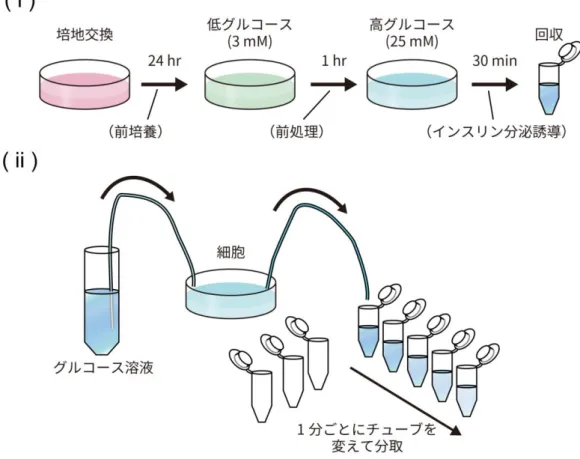 図 C  本研究におけるインスリン分泌実験の基本プロトコル  （  i  ）非灌流系におけるインスリン分泌実験の概要。培地中で 24 時間の前培養を行った後、 低グルコース溶液（ 3G-KRBB）中で 1 時間の前処理を行い、更に高グルコース溶液 （25G-KRBB）中で 30 分間のインスリン分泌誘導を行った。ただし、用いる溶液等の条件 は実験により異なる。  （  ii  ）灌流系におけるインスリン分泌実験の概略。非灌流系と同様に 24 時間の前培養、30 分間の前処理を行った後、灌流系に細胞を移した。