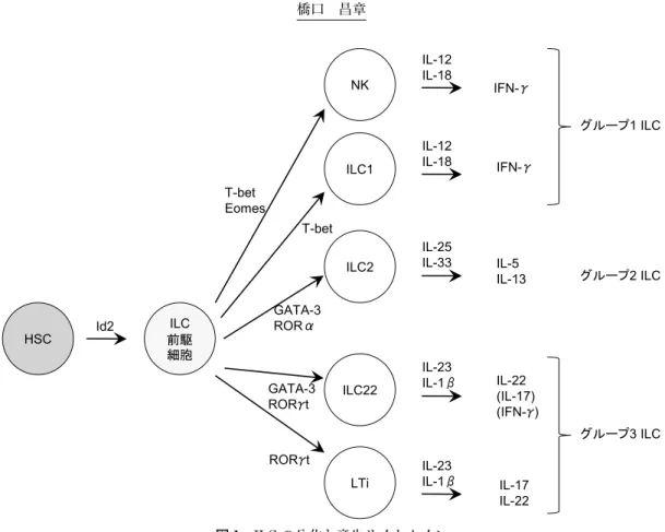 表 1　ヒト ILC 表現型