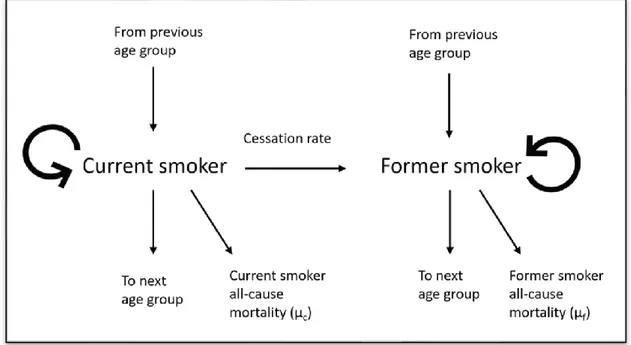 Figure 2: The general model to project the prevalence of current and former smokers. 