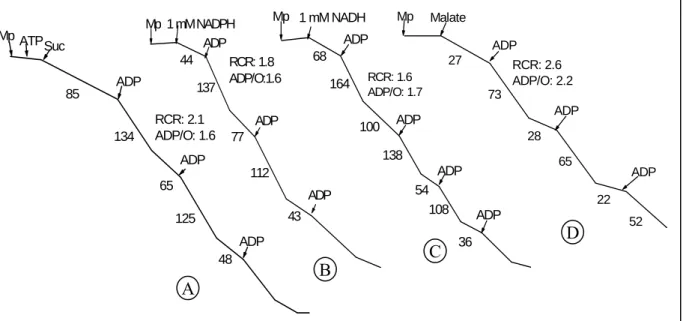 Fig. 2.3. Individual oxidation of succinate (A), NADPH (B), NADH (C) and  malate (D) in Percoll-purified K