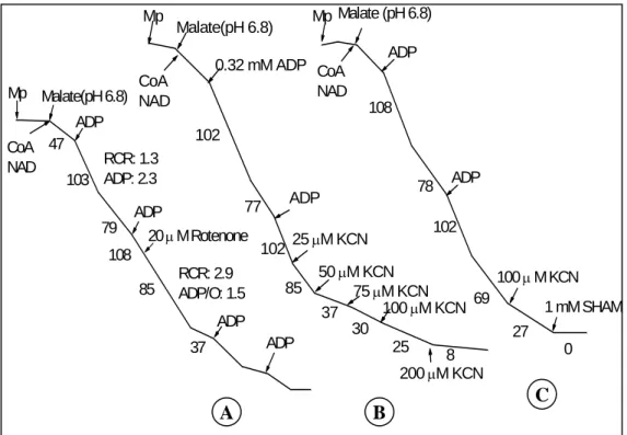Fig. 3.3. Effects of rotenone (A), KCN (B) and SHAM (C) on malate oxidation at pH 6.8 in  the presence of  0.5 mM CoA and 1 mM NAD by K