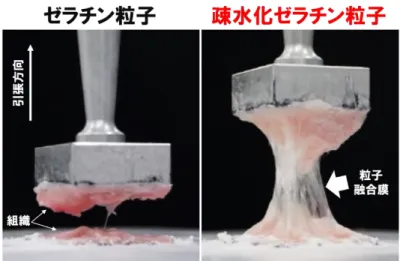 図 3  接着試験後の疎水化ゼラチン粒子の様子 
