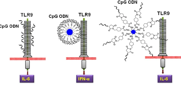 図 3  CpG ODN のナノ粒子による効果の変化。遊離の CpG ODN 分子は TLR9 と相互 作用してインターロイキン 6 (IL-6)を誘導する(左図)。シリコンナノ粒子(青丸)に静電的 に結合させた CpG ODN はインターフェロン(IFN)を誘導するようになる（中央図） 。シ リコンナノ粒子に一端のみを結合した CpG  ODN は遊離の CpG  ODN と同様に IL-6 を 誘導する（右図） 。 