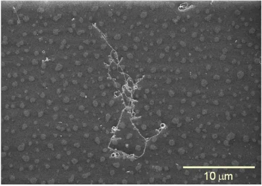 図 1  酸化鉄ナノ粒子を含んだポリスチレンナノワイヤーの走査型電子顕微鏡写真 
