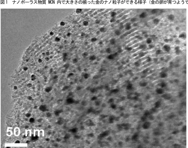 図 2  電子顕微鏡で見た金のナノ粒子（黒い部分）で背景に縞のように見えるのが MCN のナノ空間である。