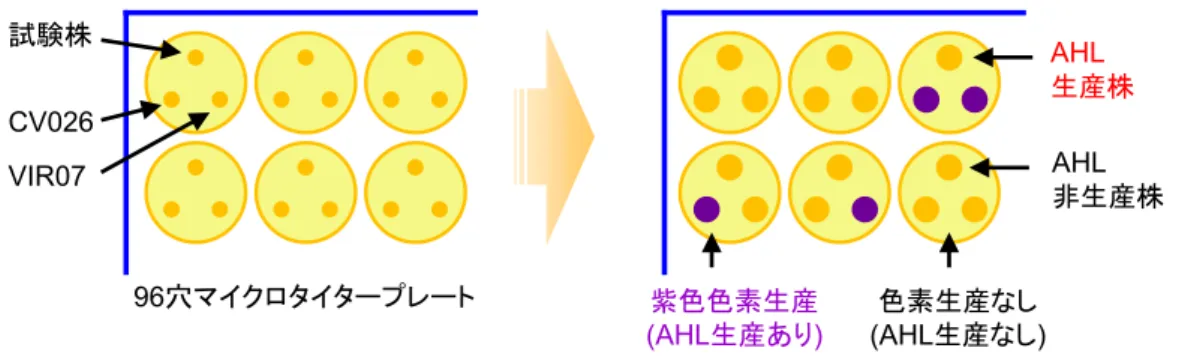 Fig.  2-1.  96 穴マイクロタイタープレートを使用した AHL 合成細菌のスクリーニング方法．単離した
