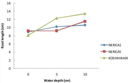 Figure 2.3.2 a Evolution of  root length under different water level NERICA1NERICA5 KOSHIHIKARI 051015202530 0 5 10Shoot length (cm) Water depth (cm)
