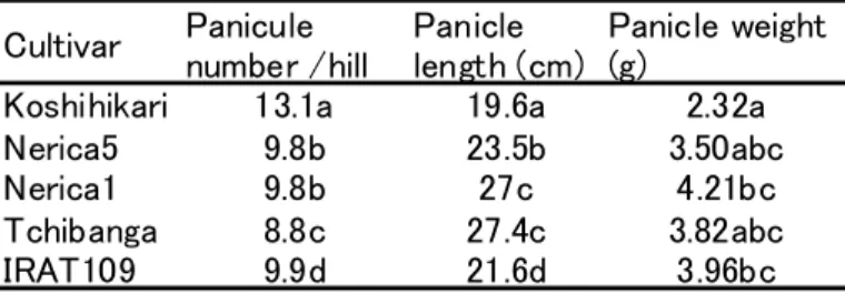Table 3.3.6 Panicle number per hill, panicle length and weight under  lowland condition (2007)  Cultivar Panicule number /hill Panicle length (cm) Panicle weight(g)