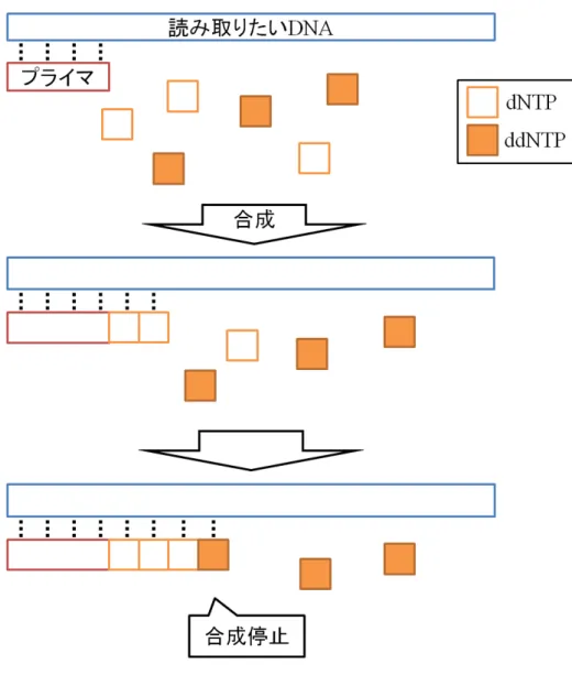 図 4. 二本鎖 DNA の合成の例