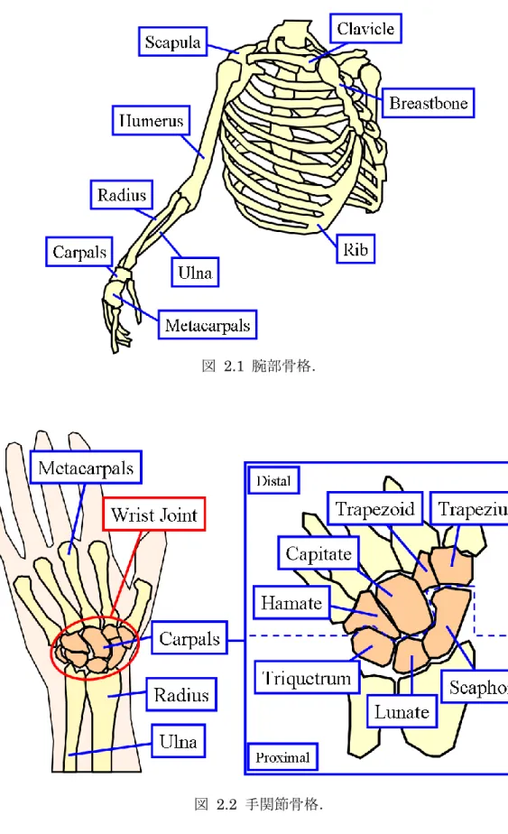 図  2.2  手関節骨格． 