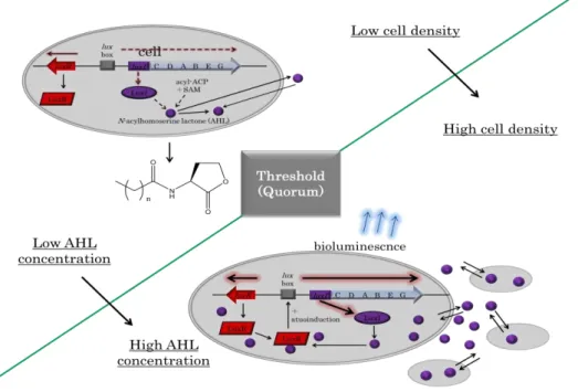 Fig. 1    Quorum sensing system for  Vibrio fischeri 