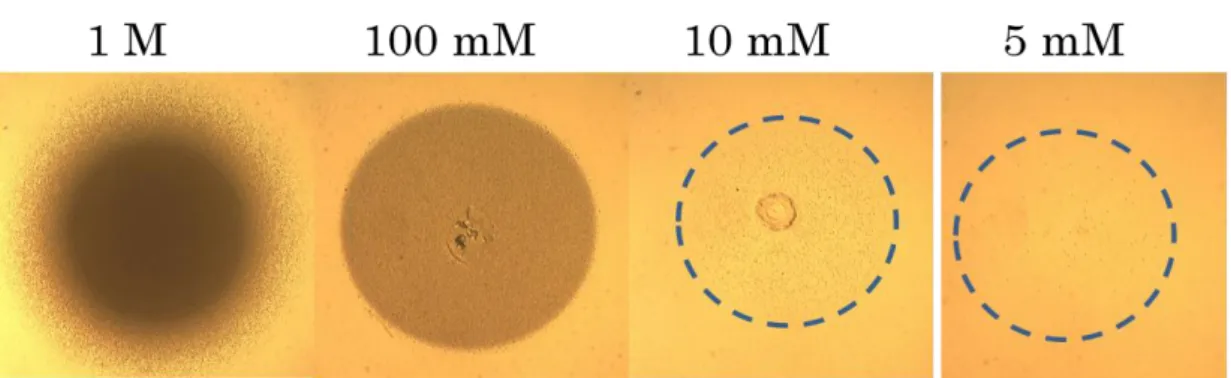 Fig.  6.5  The  relationship  between  the  concentration  of  oxalate  and  crystal  formation on LB agar medium containing 0.1 % CaCl 2 
