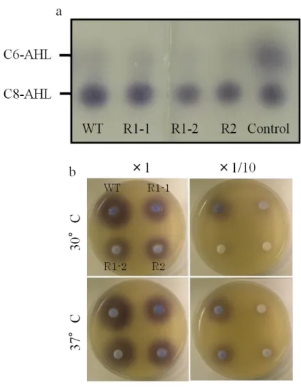 Fig. 8 Characterization and quantification of AHLs produced by  Burkholderia glumae  MAFF 302748 wild-type strain (WT) and  CMMs