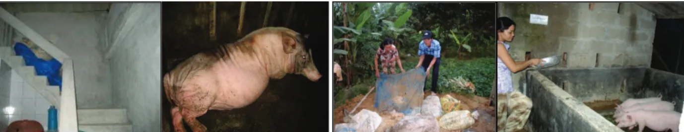 Figure 3. Two-story pig pen and sow  Figure 4. Fermented cassava for pigs 