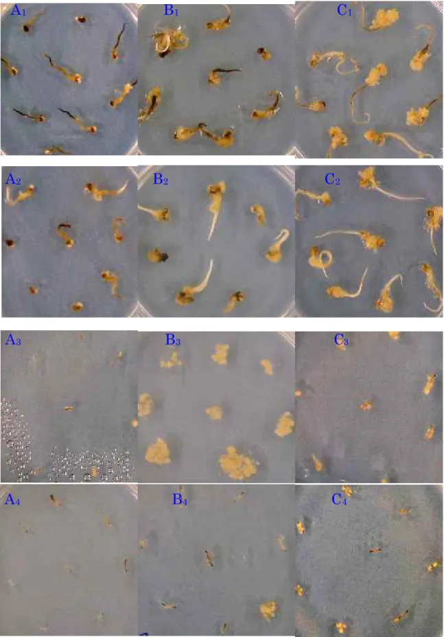 Fig. 2-1-1. Calluses of the genotypes B10597F (A), BP-360-3 (B) and Nipponbare (C), derived from seed explant (A, B,  C followed by subscript number  1 and 2) and root explant (with subscript number 3 and  4), cultured on MS  (with subscript number 1 and 3