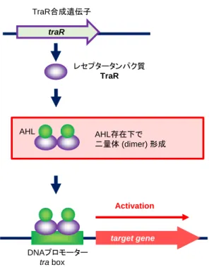 Fig. 1-6 Positive regulator として作用する Agrobacterium tumefaciens の TraR 二量体 