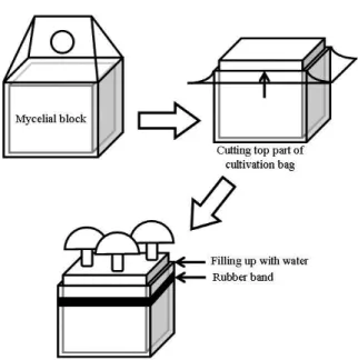 Fig. 2-4.  Effects of high-temperature treatment on the primordium  formation in the mycelial blocks.