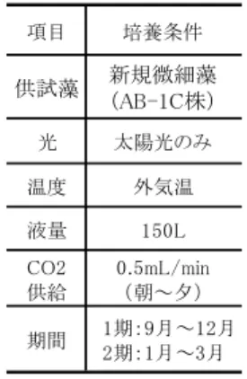 Fig. 7 及び Fig. 8 より， AB-1C 株は，屋外においても 長期間安定的に生育することがわかった。特に， Fig. 8 の第二期試験は，第一期で屋外培養した藻を種菌として 使用したが，他の藻類や細菌に汚染されることなく，良 好に生育した。 Photo 2 に第二期の最終日に撮影した顕微 鏡写真を示す。顕微鏡写真より試験開始 6 か月以上経過 しても AB-1C 株が良好に生育していることがわかった。 以上のことから， AB-1C 株は，コンタミネーション (雑菌，雑藻の混入)に強い藻であり，