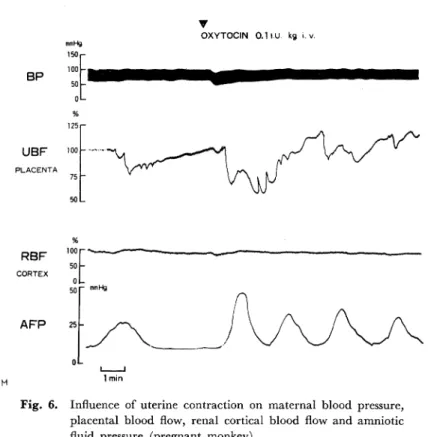 Fig.  6.  Influence  of  uterine  contraction  on  maternal  blood  pressure, placental  blood  flow,  renal  cortical  blood  flow  and  amniotic fluid  pressure  (pregnant  monkey).