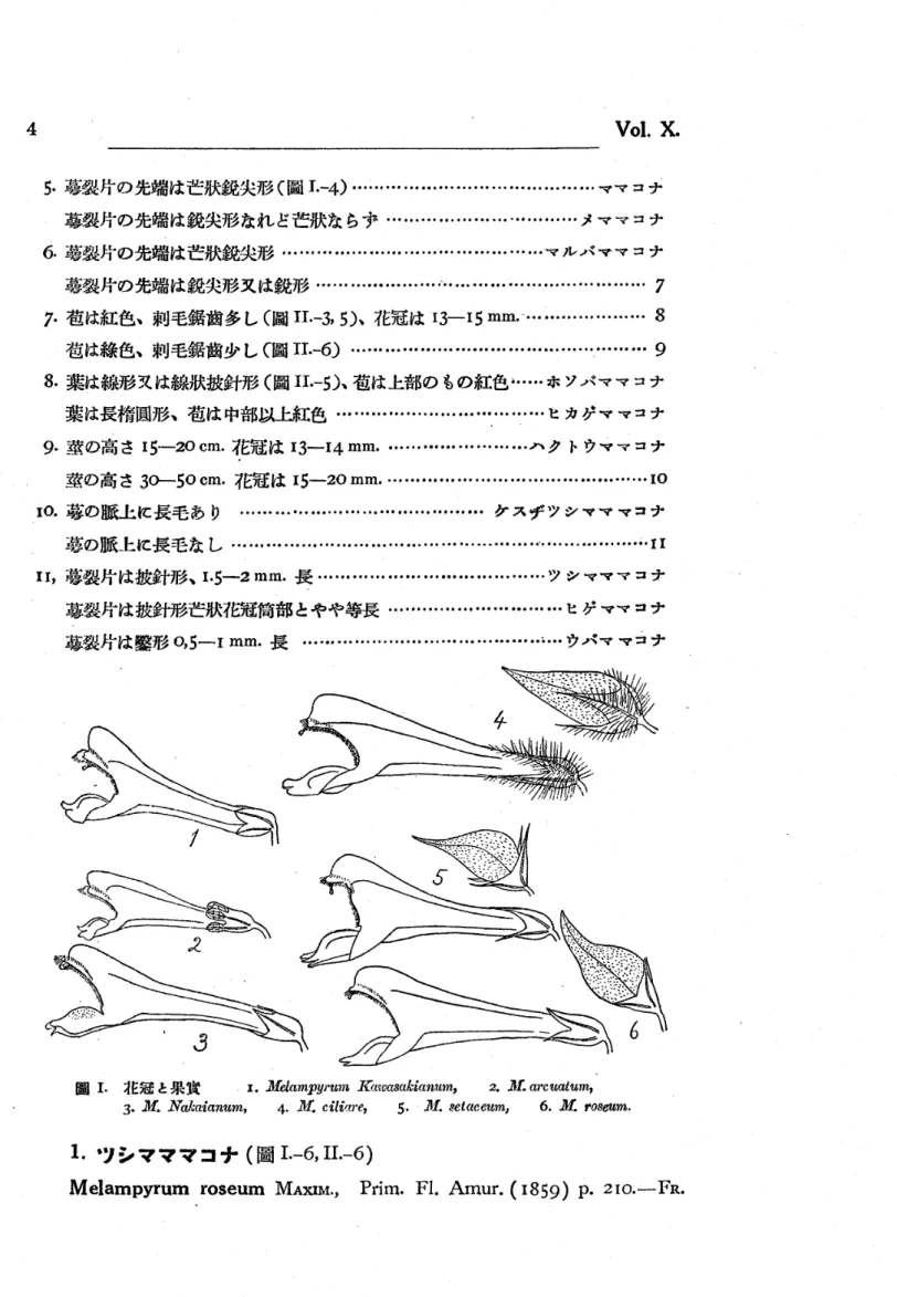 圖 1 ． 舵 冠 と 果 實 　 　 　 1 。 丑 felampyrum 　 J （atvctsaLLian ｛ tm ） 　 2 ． 」 if． 　 arcuatum ）