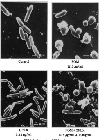 Fig.  6.  Scanning  electron  micrographs  of  P.   aeruginosa  PRC-72  exposed  to  fosfomycin  and  ofloxacin.
