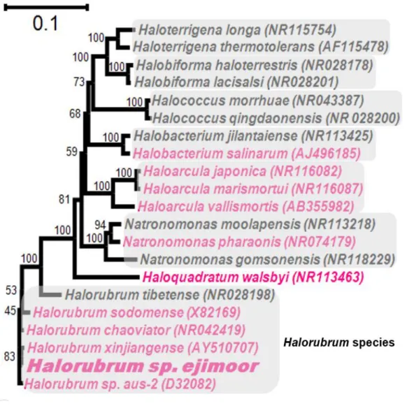 図 2.6 : 古細菌の 16S rRNA による分子系統樹解析