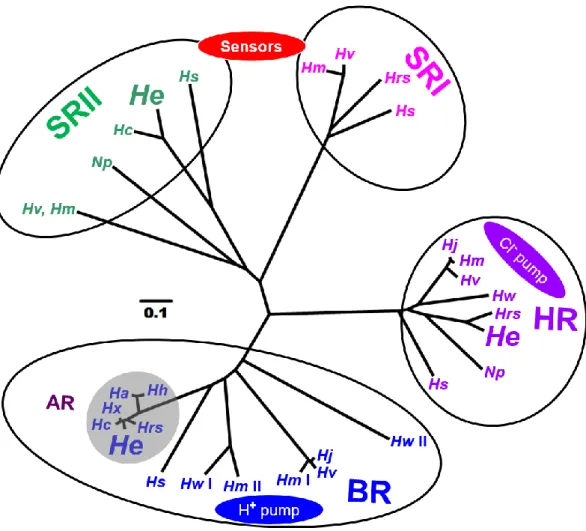 図 2.8 : マイクロバイアルロドプシン類タンパク質の分子系統樹解析。四つの クループ BR, プロトンポンプ；HR,  クロライドイオンポンプと SRI, SRII, 光 センサーグルプに分けられた。 ‘ Hc ’, ‘ Ha ’, ‘ Hrs ’,  Hh ’, ‘ Hx ’, 