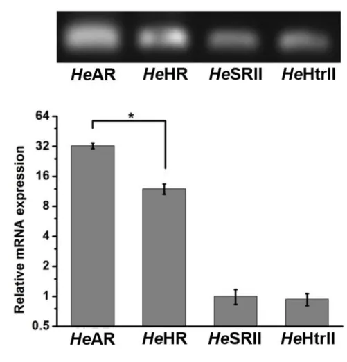 図 2.10 :  He の持つロドプシン類タンパク質と光情報伝達タンパク質を合成 する mRNA の発現量の比較。(a) それぞれロドプシン類タンパク質と光情報 伝達遺伝子 RT-PCR 解析。 (b) Quantitative Real-Time RT-PCR 解析より  He AR,  He HR,  He SRII と  He HtrII 遺伝子の発現量比較。＊は有意差 P&lt;0.02 を示し ている。 