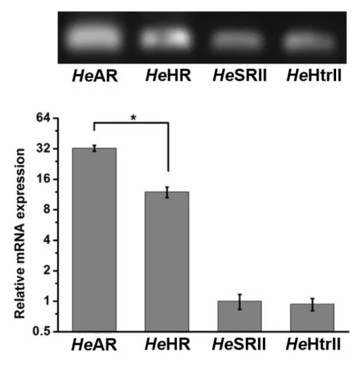 図 2.10 :  He の持つロドプシン類タンパク質と光情報伝達タンパク質を合成 する mRNA の発現量の比較。(a) それぞれロドプシン類タンパク質と光情報 伝達遺伝子 RT-PCR 解析。 (b) Quantitative Real-Time RT-PCR 解析より  He AR,  He HR,  He SRII と  He HtrII 遺伝子の発現量比較。＊は有意差 P<0.02 を示し ている。 
