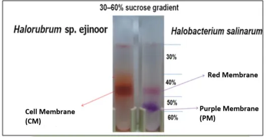 図 2.14 :  Halorubrum  sp. ejinoor と Halobacterium salinarum のショド密 度勾配遠心より分離。左図は Halorubrum  sp