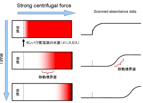 図 1：超遠心分析沈降速度法実験の模式図  細長いセルの中にタンパク質溶液を入れて強い遠心力をかけると、溶媒中のタンパク質 分子が底に向かって沈降を始める。溶媒中のタンパク質がなくなった部分とまだ存在して いる部分の間に、「移動境界面」が生じる。この移動境界面の曲線の形状や時間変化が、 タンパク質分子の沈降係数と拡散係数の大きさを反映しているので、これを分光学的に観 測・記録して、解析に用いる。図中、左側がタンパク質の沈降の様子の模式図で、わかり やすくするために赤色のタンパク質を想定した。実際にはほとんど