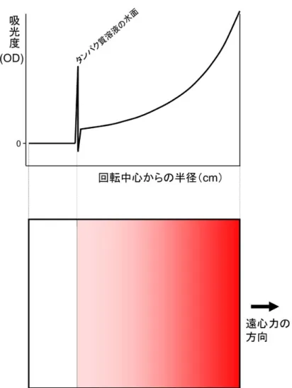図 2：超遠心分析沈降平衡法実験の模式図  沈降平衡法では、タンパク質溶液を比較的弱い遠心力場に置き、その結果、溶液中に生 じるタンパク質の濃度勾配を測定する実験手法である。図中では、わかりやすくするため に赤色のタンパク質を想定した。タンパク質分子にかかる遠心力、浮力、濃度差に起因す る拡散、の 3 つが釣り合って平衡状態に達した状態を分光学的に測定する。タンパク質の 濃度を回転中心からの距離を横軸にとってプロットすると指数関数になることが知られ ており、測定で得られた曲線に理論曲線をカーブフィッティング