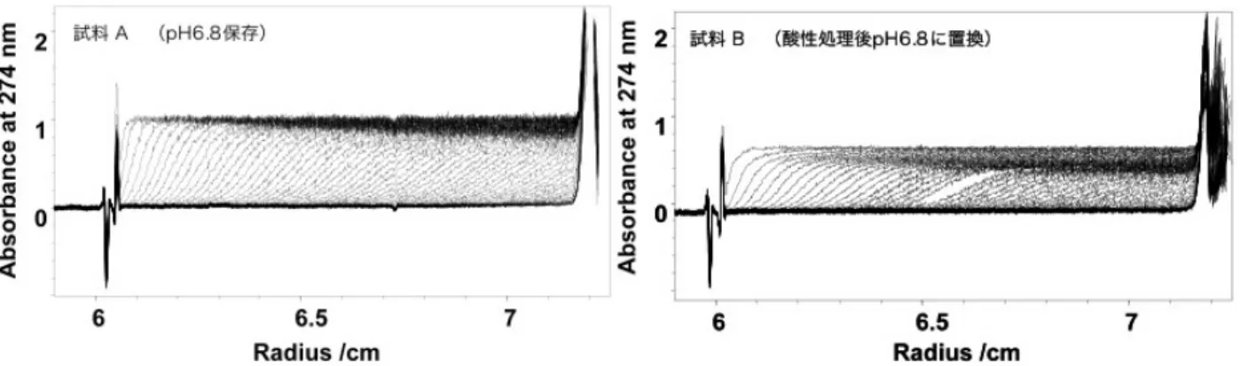 図 5：IgG の沈降速度法の測定結果。アルミダブルセクターセルを用いて 45,000rpm、20℃、