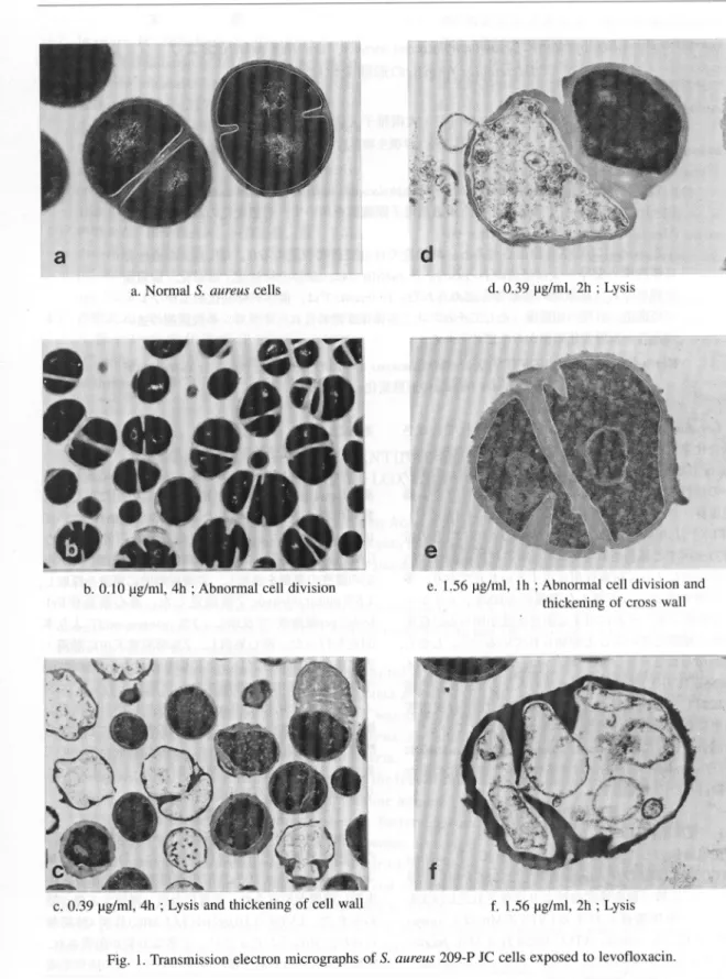 Fig.  1.  Transmission  electron  micrographs  of  S.  aureus  209-P  JC  cells  exposed  to  levofloxacin.