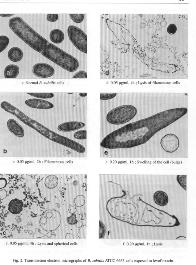 Fig.  2.  Transmission  electron  micrographs  of  B.  subtilis  ATCC  6633  cells  exposed  to  levofloxacin .