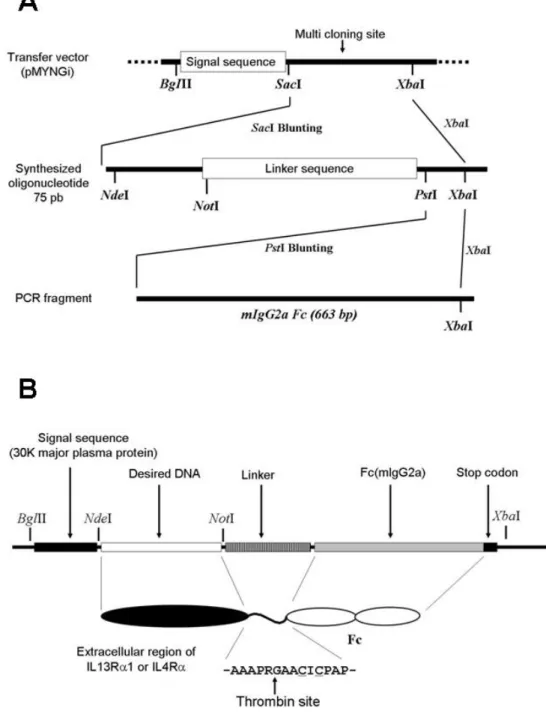図 1 受容体細胞外領域発現用トランスファーベクターの構築（A）と発現された受容体- 1 受容体細胞外領域発現用トランスファーベクターの構築（A）と発現された受容体-Fc 融合タンパク質の模式図(B)