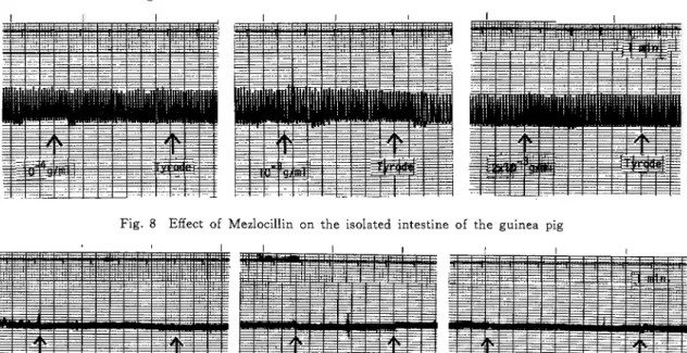Fig.  8  Effect  of  Mezlocillin  on  the  isolated  intestine  of  the  guinea  pig