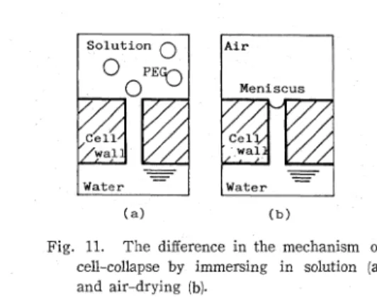 Fig.  11.  The  difference  in  the  mechanism  of  cell-collapse  by  immersing  in  solution  (a)  and  air-drying  (b)